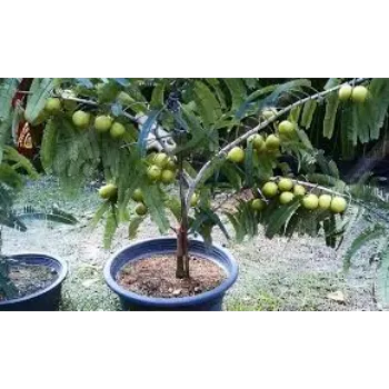 Best Amla Plants